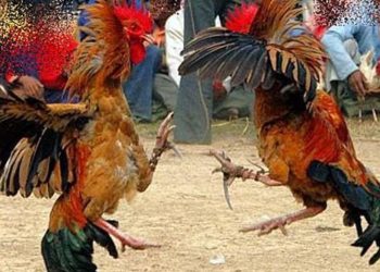 ಶಿರ್ವ : ಕೋಳಿ ಅಂಕಕ್ಕೆ ದಾಳಿ ನಡೆಸಿದ ಪೊಲೀಸರು : ನಾಲ್ವರ ಬಂಧನ…!!