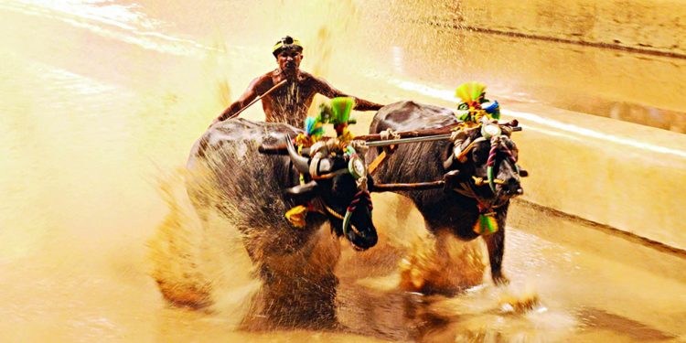 ಮಂಗಳೂರು :ಸೆಪ್ಟೆಂಬರ್ 30ರಂದು ಕಂಬಳ ಸಮಿತಿ ಸಭೆ..!!