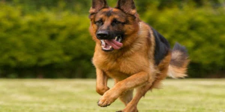 ಕುತ್ಯಾರು :ಹುಚ್ಚು ನಾಯಿ ಹಾವಳಿ- ಮುಂಜಾಗ್ರತಾ ಕ್ರಮ ಪಾಲಿಸುವಂತೆ ಸೂಚನೆ..!!