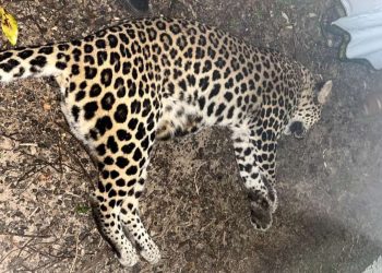 ಹೆಬ್ರಿ : ವಾಹನ ಡಿಕ್ಕಿಯಾಗಿ ಚಿರತೆ ಸ್ಥಳದಲ್ಲೇ ಸಾವು..!!