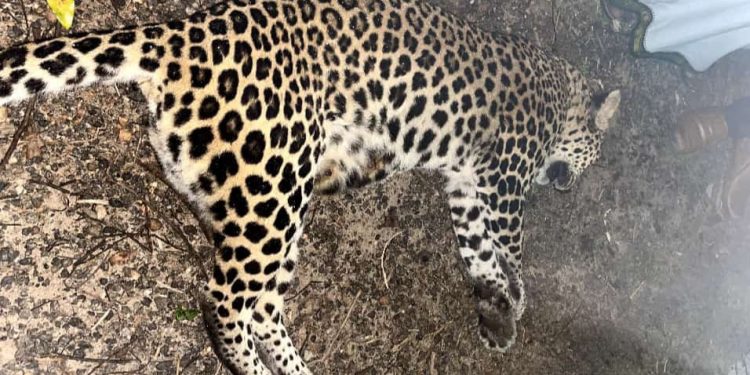 ಹೆಬ್ರಿ : ವಾಹನ ಡಿಕ್ಕಿಯಾಗಿ ಚಿರತೆ ಸ್ಥಳದಲ್ಲೇ ಸಾವು..!!