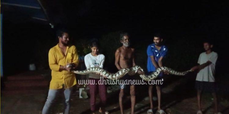 ಉಡುಪಿ :ಕೆಳಪರ್ಕಳದಲ್ಲಿ ಬೃಹತ್ ಗಾತ್ರದ ಹೆಬ್ಬಾವು..!!