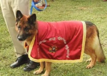 ಚಿಕ್ಕಮಗಳೂರು :10 ವರ್ಷಗಳ ಕಾಲ ಪೊಲೀಸ್ ಇಲಾಖೆಯಲ್ಲಿ ಸೇವೆ ಸಲ್ಲಿಸಿದ ಶ್ವಾನಕ್ಕೆ ಬೀಳ್ಕೊಡುಗೆ..!!