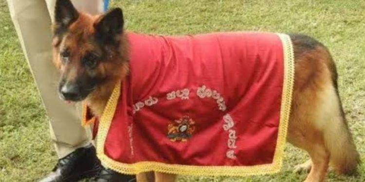 ಚಿಕ್ಕಮಗಳೂರು :10 ವರ್ಷಗಳ ಕಾಲ ಪೊಲೀಸ್ ಇಲಾಖೆಯಲ್ಲಿ ಸೇವೆ ಸಲ್ಲಿಸಿದ ಶ್ವಾನಕ್ಕೆ ಬೀಳ್ಕೊಡುಗೆ..!!