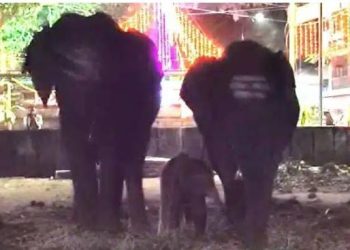 ಹೆಣ್ಣು ಮರಿಗೆ ಜನ್ಮ ನೀಡಿದ ಜಂಬೂ ಸವಾರಿಯಲ್ಲಿ ಭಾಗವಹಿಸಲು ಬಂದಿದ್ದ ಆನೆ..!!!