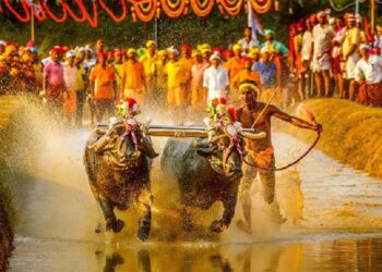 ಬೆಂಗಳೂರಿನ ಅರಮನೆ ಮೈದಾನದಲ್ಲಿ  ಇಂದಿನಿಂದ 3 ದಿನ ಕಂಬಳ..!!