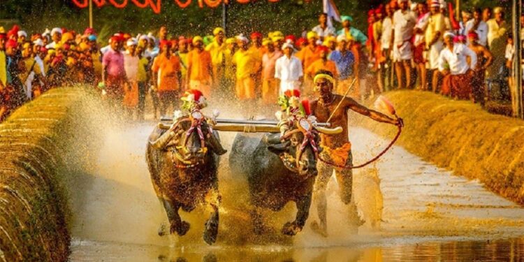 ಬೆಂಗಳೂರಿನ ಅರಮನೆ ಮೈದಾನದಲ್ಲಿ ಇಂದಿನಿಂದ 3 ದಿನ ಕಂಬಳ..!!