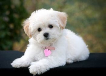 ಮಂಗಳೂರು : ಸಾಕು ನಾಯಿಗಳಿಗೆ (Dog licence) ಪರವಾನಿಗೆ ಪಡೆಯುವಂತೆ ಸೂಚನೆ…!!