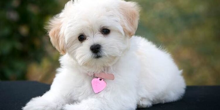 ಮಂಗಳೂರು : ಸಾಕು ನಾಯಿಗಳಿಗೆ (Dog licence) ಪರವಾನಿಗೆ ಪಡೆಯುವಂತೆ ಸೂಚನೆ…!!