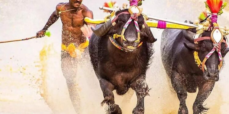 ಕಾರ್ಕಳ :20ನೇ ವರ್ಷದ ಲವಕುಶ ಜೋಡು ಕೆರೆ ಬಯಲು ಕಂಬಳ ಮಹೋತ್ಸವದ ಪೂರ್ವ ಸಿದ್ಧತೆಯ ಬಗ್ಗೆ ಪೂರ್ವಭಾವಿ ಸಭೆ..!!!