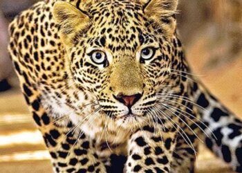 ಮಣಿಪಾಲ : ಸರಳೇಬೆಟ್ಟು ಸಮೀಪ ಚಿರತೆ ಕಾಟ..!!