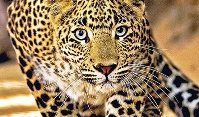 ಮಣಿಪಾಲ : ಸರಳೇಬೆಟ್ಟು ಸಮೀಪ ಚಿರತೆ ಕಾಟ..!!