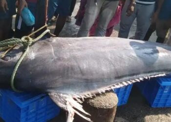 ಉಡುಪಿ : ಮಲ್ಪೆ ಮೀನುಗಾರರ ಬಲೆಗೆ ಬಿತ್ತು ದೈತ್ಯ ಮೀನು..!