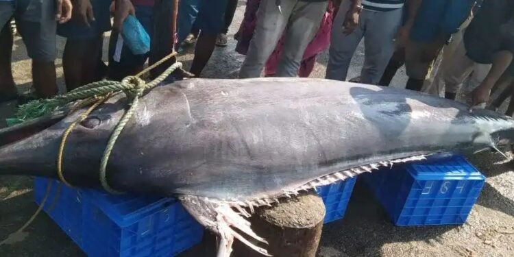 ಉಡುಪಿ : ಮಲ್ಪೆ ಮೀನುಗಾರರ ಬಲೆಗೆ ಬಿತ್ತು ದೈತ್ಯ ಮೀನು..!