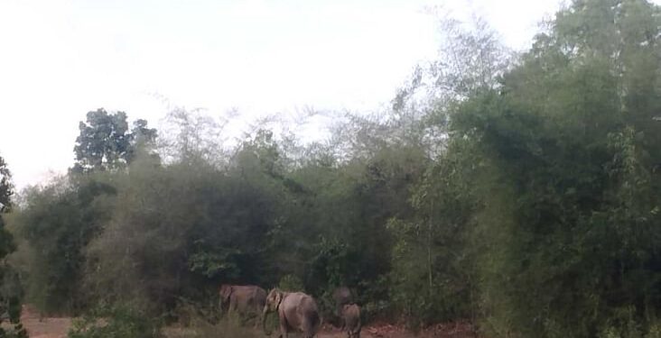 ಚಿಕ್ಕಮಗಳೂರು : ಶಾಲಾ ಆವರಣದಲ್ಲಿ  ಬೀಡು ಬಿಟ್ಟ 25ಕ್ಕೂ ಹೆಚ್ಚು ಕಾಡಾನೆಗಳು : ವಿದ್ಯಾರ್ಥಿಗಳಿಗೆ ಆಚೆ ಬರದಂತೆ ರಜೆ ಘೋಷಣೆ ..!!