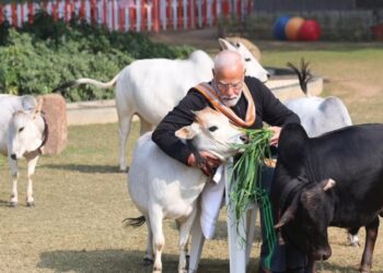 ಮಕರ ಸಂಕ್ರಾಂತಿ : ಹಸುಗಳಿಗೆ ಆಹಾರ ನೀಡಿ, ಹಬ್ಬದ ಶುಭಾಶಯ ತಿಳಿಸಿದ ಪ್ರಧಾನಿ ಮೋದಿ..!!