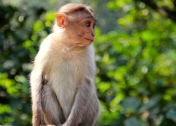 ಉಡುಪಿ:ಜಿಲ್ಲೆಯಲ್ಲಿ ಮೊದಲ ‘ಮಂಗನ ಕಾಯಿಲೆ’ ಪ್ರಕರಣ ಧ್ರಡ..!!