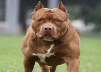 ರಾಜ್ಯದಲ್ಲಿ ಮನುಷ್ಯನ ಜೀವಕ್ಕೆ ಅಪಾಯಕಾರಿ  ಮತ್ತು ಕ್ರೂರ  ನಾಯಿಗಳ ನಿಷೇಧಕ್ಕೆ ಹೈಕೋರ್ಟ್ ತಡೆ..!!