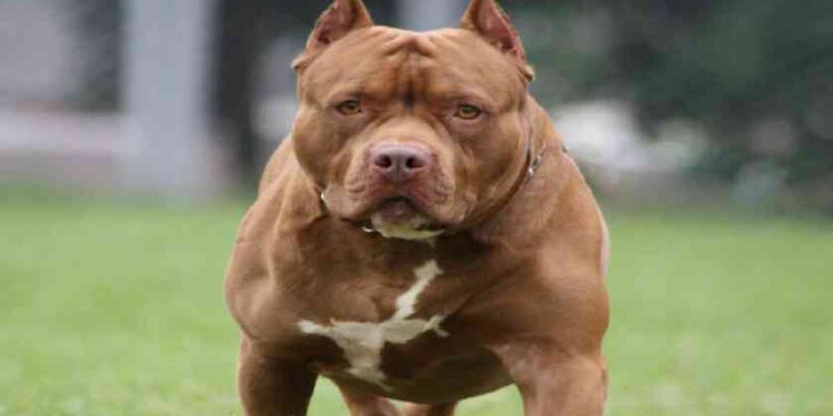 ರಾಜ್ಯದಲ್ಲಿ ಮನುಷ್ಯನ ಜೀವಕ್ಕೆ ಅಪಾಯಕಾರಿ  ಮತ್ತು ಕ್ರೂರ  ನಾಯಿಗಳ ನಿಷೇಧಕ್ಕೆ ಹೈಕೋರ್ಟ್ ತಡೆ..!!