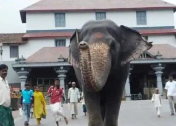 ಧರ್ಮಸ್ಥಳ :ಮಹಾಶಿವರಾತ್ರಿ ದಿನವೇ ಹೃದಯಾಘಾತವಾಗಿ ಮಂಜುನಾಥ  ಸ್ವಾಮಿ ದೇವಸ್ಥಾನದ ಆನೆ ಲತಾ ನಿಧನ..!!