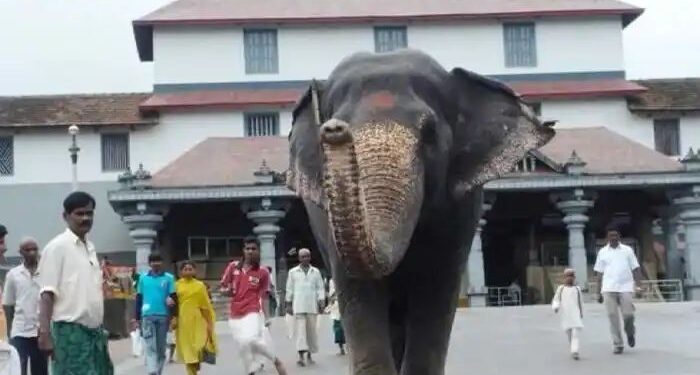 ಧರ್ಮಸ್ಥಳ :ಮಹಾಶಿವರಾತ್ರಿ ದಿನವೇ ಹೃದಯಾಘಾತವಾಗಿ ಮಂಜುನಾಥ ಸ್ವಾಮಿ ದೇವಸ್ಥಾನದ ಆನೆ ಲತಾ ನಿಧನ..!!