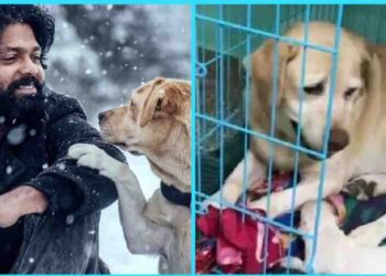 6 ಮುದ್ದಾದ ಮರಿಗಳಿಗೆ ಜನ್ಮ ನೀಡಿದ ಚಾರ್ಲಿ: ಸಂತಸ ಹಂಚಿಕೊಂಡ ರಕ್ಷಿತ್ ಶೆಟ್ಟಿ..!