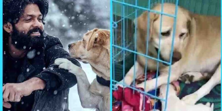 6 ಮುದ್ದಾದ ಮರಿಗಳಿಗೆ ಜನ್ಮ ನೀಡಿದ ಚಾರ್ಲಿ: ಸಂತಸ ಹಂಚಿಕೊಂಡ ರಕ್ಷಿತ್ ಶೆಟ್ಟಿ..!