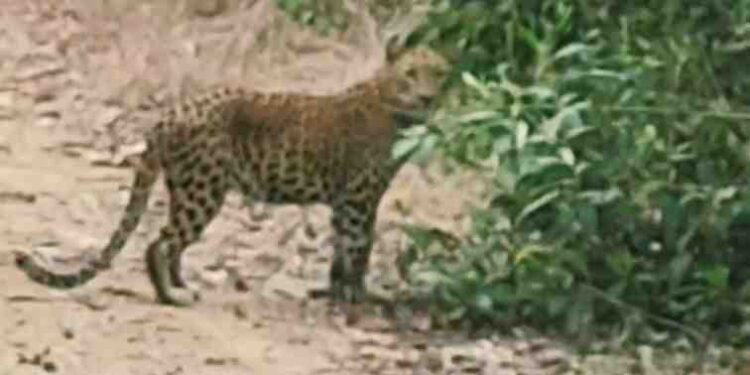 ಕಾರ್ಕಳ :  ಹಾಳೆಕಟ್ಟೆ ಕಲ್ಯಾ ಮಲಯ್ಯಬೆಟ್ಟು ಬಳಿ ಹಾಡುಹಗಲೇ ಕಾಣಿಸಿಕೊಂಡ ಚಿರತೆ..!!