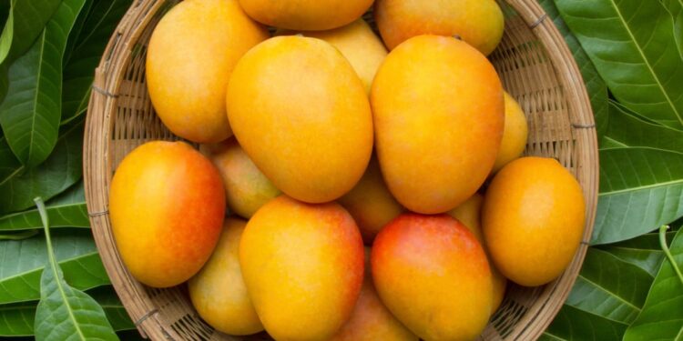 ಉಡುಪಿಯಲ್ಲಿ ಮೇ 16 ರಿಂದ ಮಾವು ಮೇಳ : 3ದಿನಗಳ ಕಾಲ ವಿವಿಧ ಮಾವಿನ ತಳಿಗಳ ಪ್ರದರ್ಶನ ಮತ್ತು ಮಾರಾಟ  ..!!