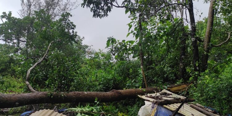 ಪರ್ಕಳ : ಧಾರಾಕಾರ ಮಳೆ ಮರ ಬಿದ್ದು ಹಾನಿ.!!