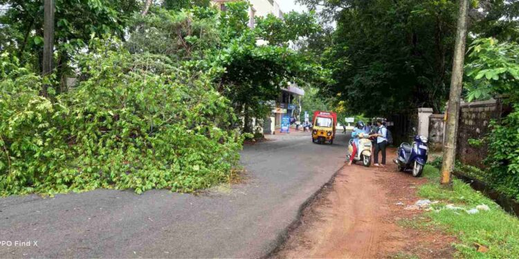 ಉಡುಪಿ :ಅಜ್ಜರಕಾಡು ಬಳಿ ಗಾಳಿ ಮಳೆಗೆ ರಸ್ತೆಗೆ ಅಡ್ಡವಾಗಿ ಬಿದ್ದ ಮರದಿಂದ ವಾಹನ ಸಂಚಾರಕ್ಕೆ ಅಡಚಣೆ : ಆಗಬೇಕಿದೆ ತೆರವು ಕಾರ್ಯ…!!