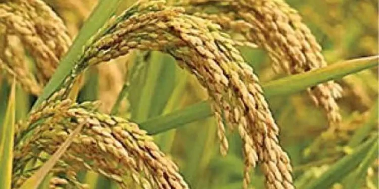 ರೈತ ಸಂಪರ್ಕ ಕೇಂದ್ರಗಳಲ್ಲಿ ಮುಂಗಾರು ಭತ್ತದ ಬಿತ್ತನೆ ಬೀಜಗಳು ಲಭ್ಯ..!!