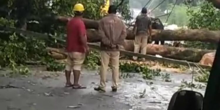 ಉಡುಪಿ : ಪಂದುಬೆಟ್ಟು ಸಮೀಪ ಧರೆಗರುಳಿದ ಬ್ರಹತ್ ಮರ : ಉಡುಪಿ- ಮಲ್ಪೆ ಹೆದ್ದಾರಿ‌ ಸಂಪರ್ಕ ತಾತ್ಕಾಲಿಕ ಬಂದ್..!!