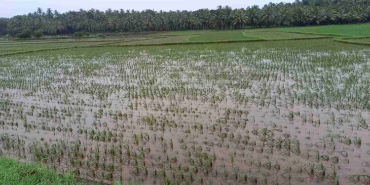 ಬೈಂದೂರು :ವಿಪರೀತ ಮಳೆ ಮತ್ತು ನೆರೆ ಹಲವಾರು ಎಕರೆ ಭತ್ತದ ಕೃಷಿ ನಾಶ..!!