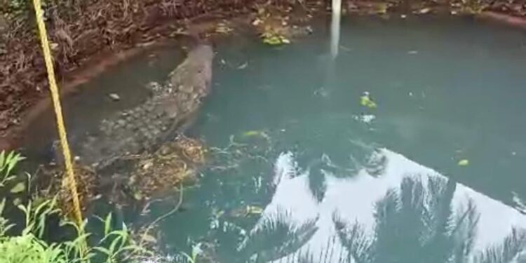 ಉಪ್ಪುಂದ :ಬಾವಿಯಲ್ಲಿ ದಿಢೀರನೆ ಬ್ರಹತ್ ಮೊಸಳೆ ಪ್ರತ್ಯಕ್ಷ..!!