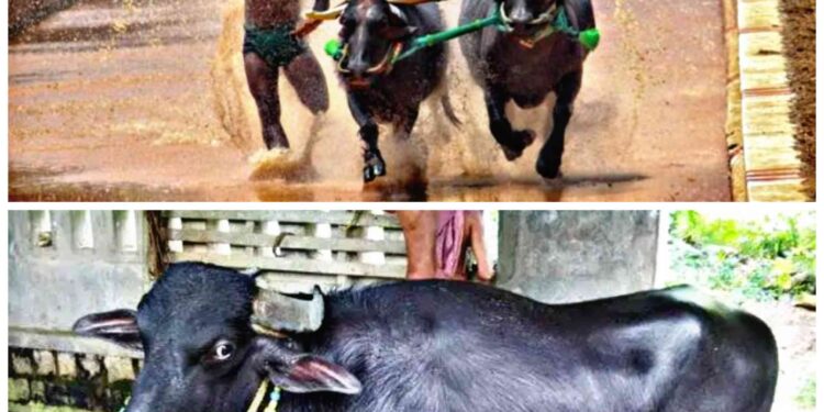 ಹಲವು ಕಂಬಳಗಳಲ್ಲಿ ಭಾಗವಹಿಸಿ ಪ್ರಶಸ್ತಿ ಗೆದ್ದುಕೊಂಡಿದ್ದಂತಹ “ನಾಗು” ಕೋಣ ಇನ್ನಿಲ್ಲ..!!