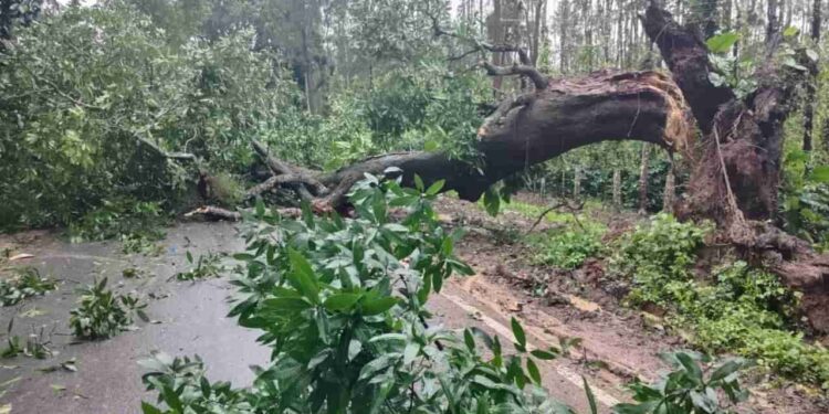 ಭಾರೀ ಗಾಳಿ ಮಳೆಗೆ ಚಿಕ್ಕಮಗಳೂರು – ಮಂಗಳೂರು ಸಂಪರ್ಕಿಸುವ ರಾಷ್ಟ್ರೀಯ ಹೆದ್ದಾರಿಯಲ್ಲಿ ದರೆಗುರುಳಿದ ಬೃಹತ್ ಮರಗಳು : ಸಂಚಾರ ಸ್ಥಗಿತ..!!