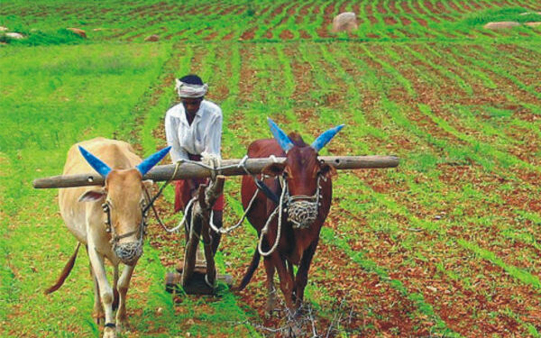 ಭತ್ತದ ಬೆಳೆ ಸ್ಪರ್ಧೆ ಕೃಷಿ ಪ್ರಶಸ್ತಿಗಾಗಿ ರೈತರಿಂದ ಅರ್ಜಿ ಅಹ್ವಾನ..!!
