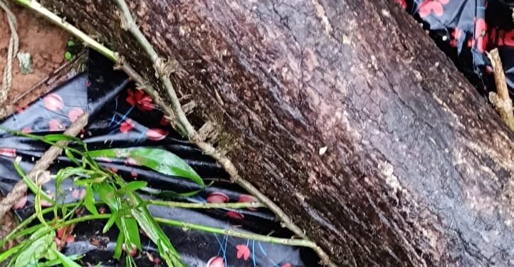 ವಂಡ್ಸೆ : ಭಾರೀ ಗಾಳಿ, ಮಳೆಯಾಗೆ, ಮರ ಬಿದ್ದು ಮಹಿಳೆ ಮತ್ತು ದನ ಮೃತ್ಯು..!!