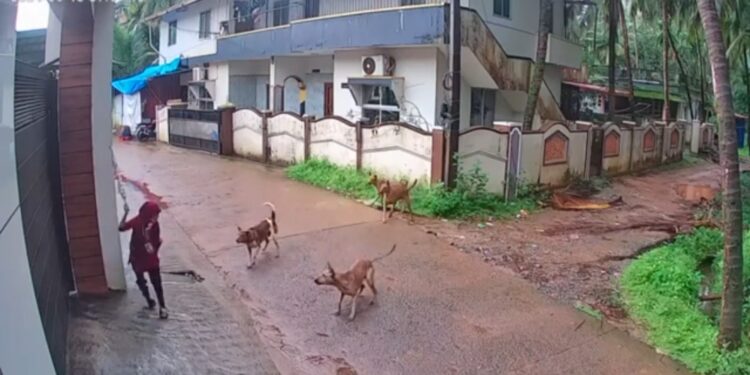 ಉಡುಪಿ : ಶಾಲೆಗೆ ಹೋಗುತ್ತಿದ್ದ ವಿದ್ಯಾರ್ಥಿನಿ ಮೇಲೆ ದಾಳಿ ಮಾಡಿದ ನಾಯಿಗಳ ಗುಂಪು :ಕೊಡೆ ಬೀಸಿ ಬಚಾವ್ ಆದ ವಿದ್ಯಾರ್ಥಿನಿ ಸೇಫ್..!!