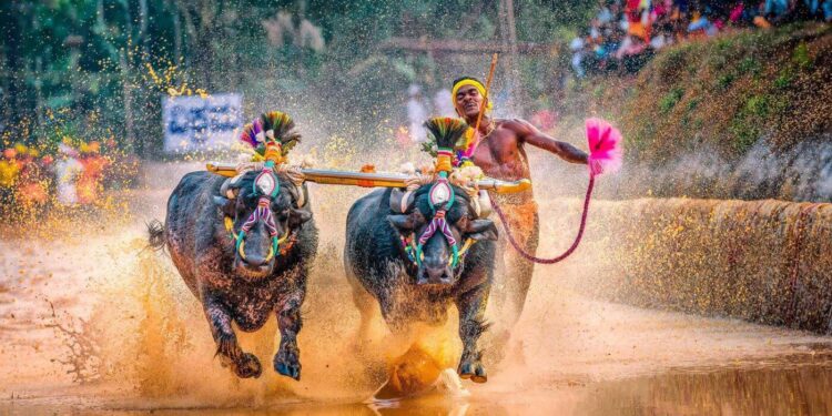 ಬೆಂಗಳೂರಿನ ಅರಮನೆ ಮೈದಾನದಲ್ಲಿ ಅಕ್ಟೋಬರ್ .26ರಂದು  ಕಂಬಳ ನಡೆಸುತ್ತಿಲ್ಲ: ಹೈಕೋರ್ಟ್‌ಗೆ ಕಂಬಳ ಸಮಿತಿ ಮಾಹಿತಿ..!!