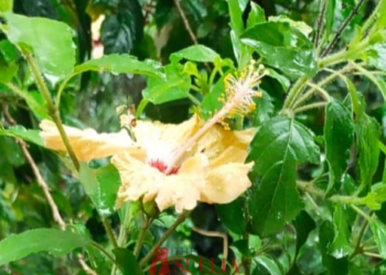 ತುಳಸಿ ಗಿಡದಲ್ಲಿ ಅರಳುತ್ತಿವೆ ದಾಸವಾಳ ಹೂವು…!!