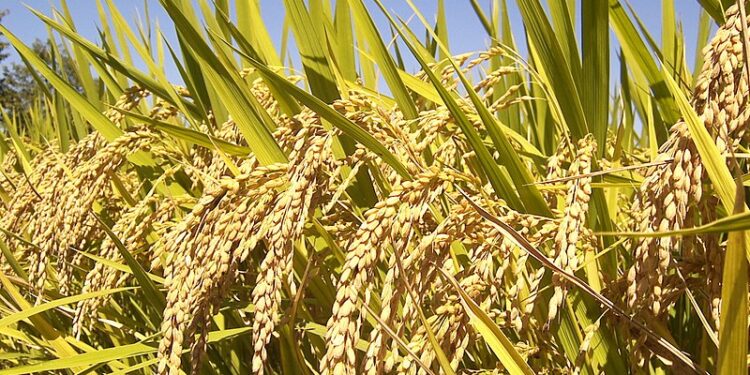 ಬೆಂಬಲ ಬೆಲೆ ಯೋಜನೆಯಡಿ ಭತ್ತ ಖರೀದಿ:ನೋಂದಣಿ ಪ್ರಕ್ರಿಯೆ ಪ್ರಾರಂಭಿಸಲು ಅವಕಾಶ..!!