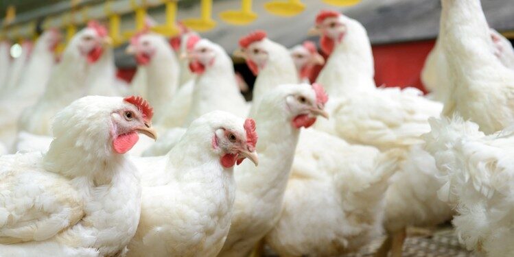 ಕಾರ್ಕಳ :ಮಾರಾಟಕ್ಕೆದಿರಿಸಿದ್ದ 10 ಕೋಳಿಗಳ ಕಳ್ಳತನ : ದೂರು ದಾಖಲು..!!