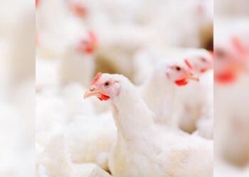 ಹಕ್ಕಿ ಜ್ವರ – ಭಯ ಬೇಡ, ಎಚ್ಚರ ಇರಲಿ:ಜಿಲ್ಲಾಧಿಕಾರಿ ಡಾ| ಕೆ.ವಿದ್ಯಾಕುಮಾರಿ..!!