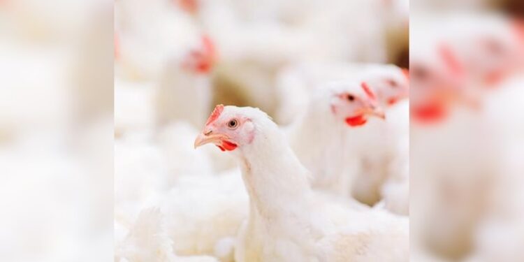 ಹಕ್ಕಿ ಜ್ವರ – ಭಯ ಬೇಡ, ಎಚ್ಚರ ಇರಲಿ:ಜಿಲ್ಲಾಧಿಕಾರಿ ಡಾ| ಕೆ.ವಿದ್ಯಾಕುಮಾರಿ..!!