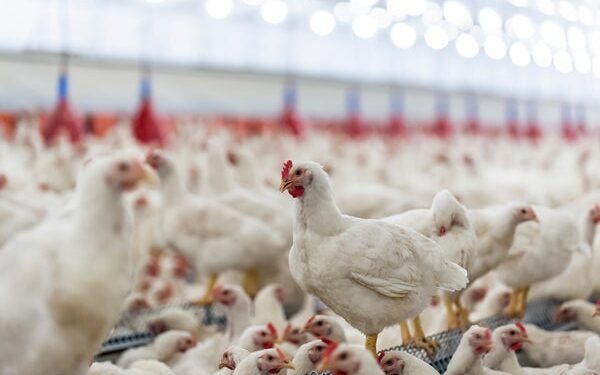 ಹೆಚ್ಚುತ್ತಿರುವ ಹಕ್ಕಿಜ್ವರ : ನಿಯಂತ್ರಣಕ್ಕೆ ಮಾರ್ಗಸೂಚಿ ಬಿಡುಗಡೆ..!!