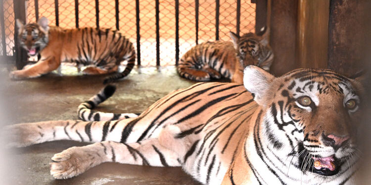 ಮಂಗಳೂರು: ಪಿಲಿಕುಳ ಜೈವಿಕ ಉದ್ಯಾನವನದಲ್ಲಿ ಮತ್ತೇರಡು ಮರಿಗಳಿಗೆ ಜನ್ಮ ನೀಡಿದ ರಾಣಿ ಹುಲಿ..!!