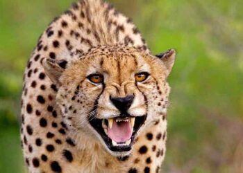 ಕಾರ್ಕಳ: ಬೋಳ ಅಂಬರಾಡಿ ಗ್ರಾಮದಲ್ಲಿ ಹಾಡಹಗಲೇ ಚಿರತೆ ಪ್ರತ್ಯಕ್ಷ : ಆತಂಕದಲ್ಲಿ  ಸ್ಥಳೀಯರು..!!