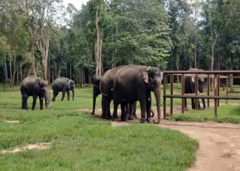 ಜನರಲ್ಲಿ ಆತಂಕ ಸೃಷ್ಟಿಸಿದ್ದ ಕಾಡಾನೆ  ಕಾರ್ಯಾಚರಣೆಯಲ್ಲಿ ಸೆರೆ..!!